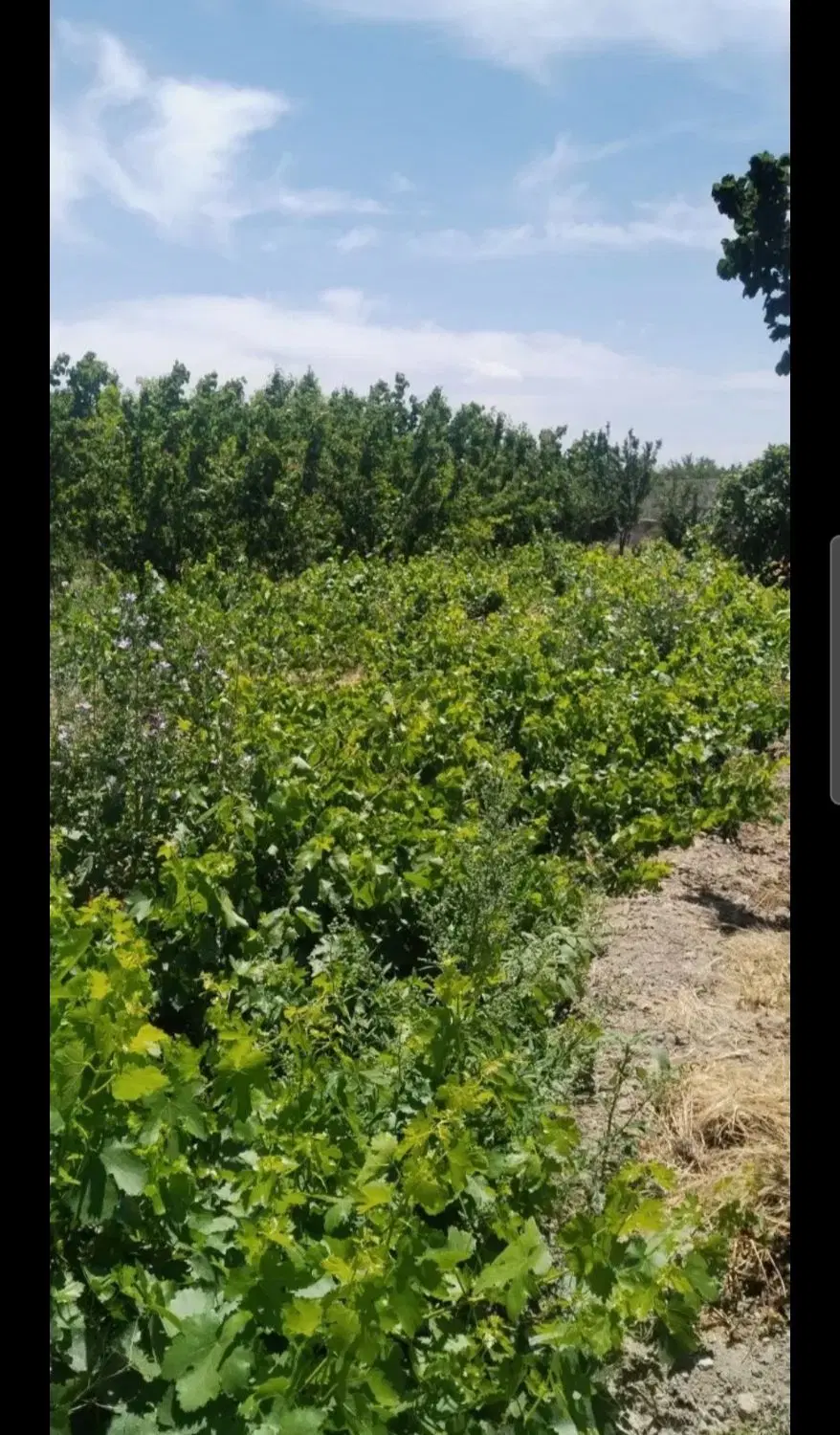 ۴دیواری دوبحر سند عرصه واعیان شاهنشاهی