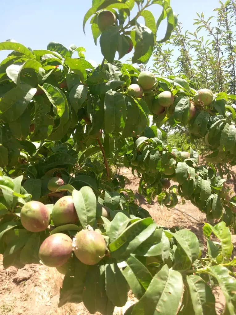باغ ۷۰۰متری، ۷ ساله سهیلیه زعفرانیه