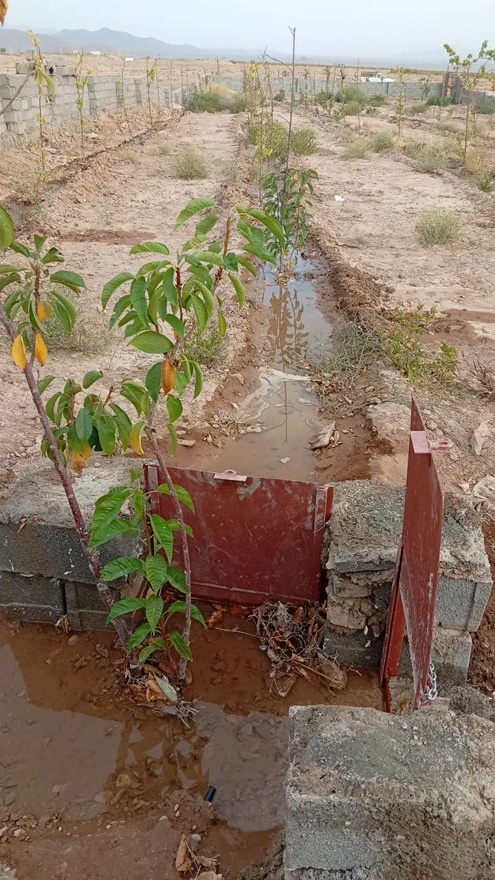 فروش باغ سکنج ماهان