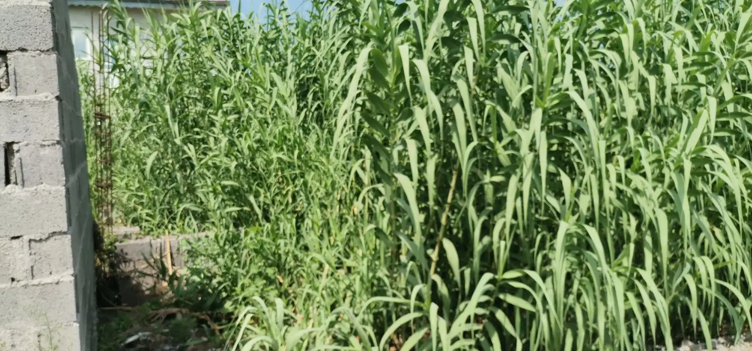 فروش زمین