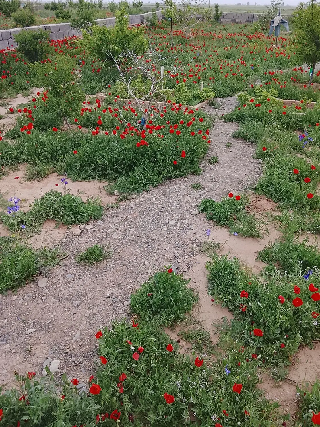 باغ بین خیام عطار روستای حقیه