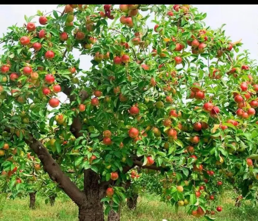 باغ ۳۸۰۰ متری با سند شش دانگ