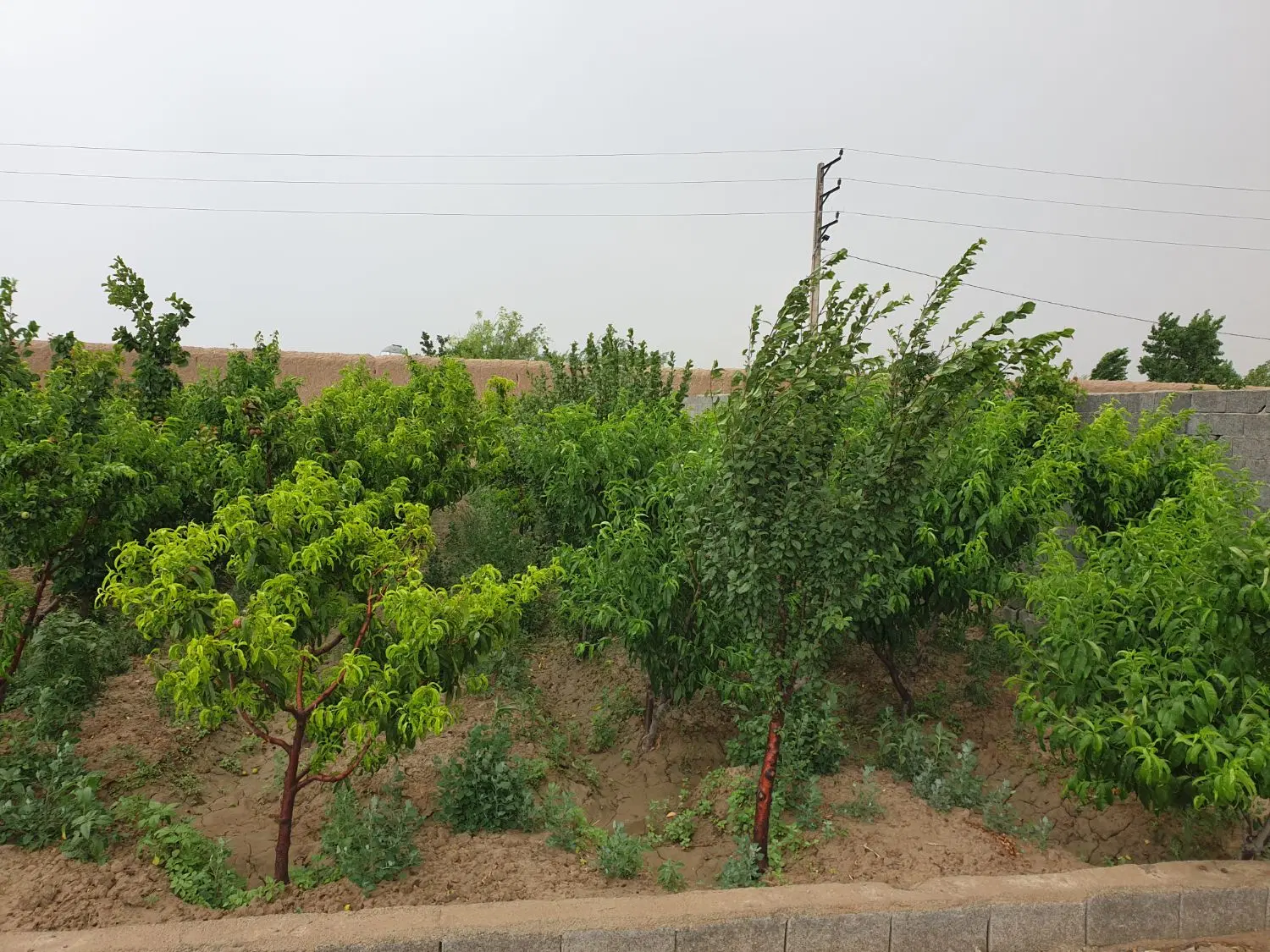 باغچه فروشی