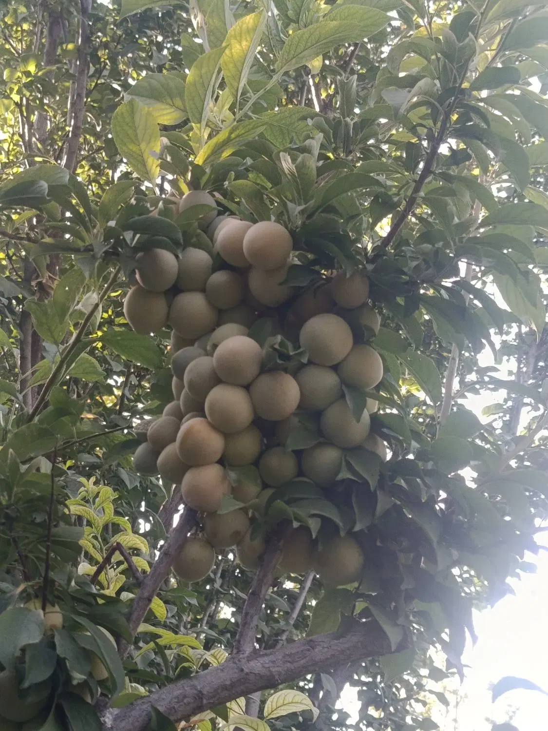 فروش باغ با درختان آلو انار و انجیر