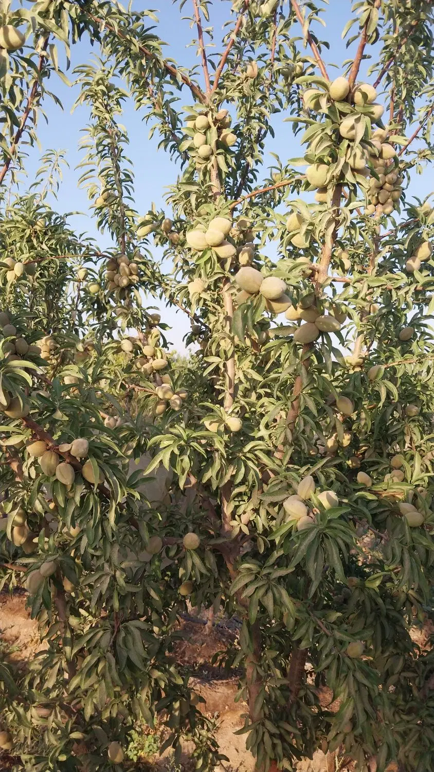 باغ محصور ۱۰۰۰ متری