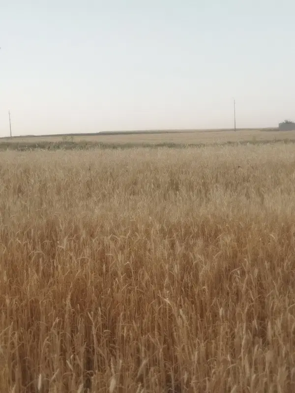 زمین کشاورزی موچش