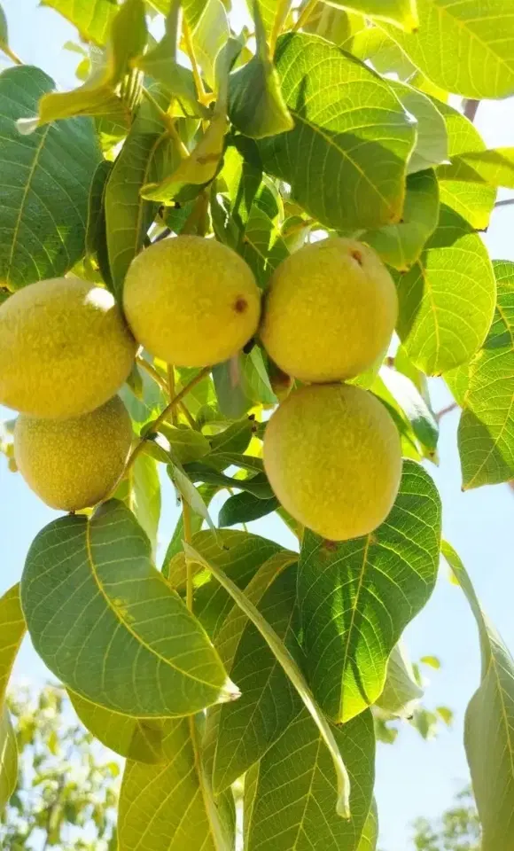 فروش زمین کشاورزی