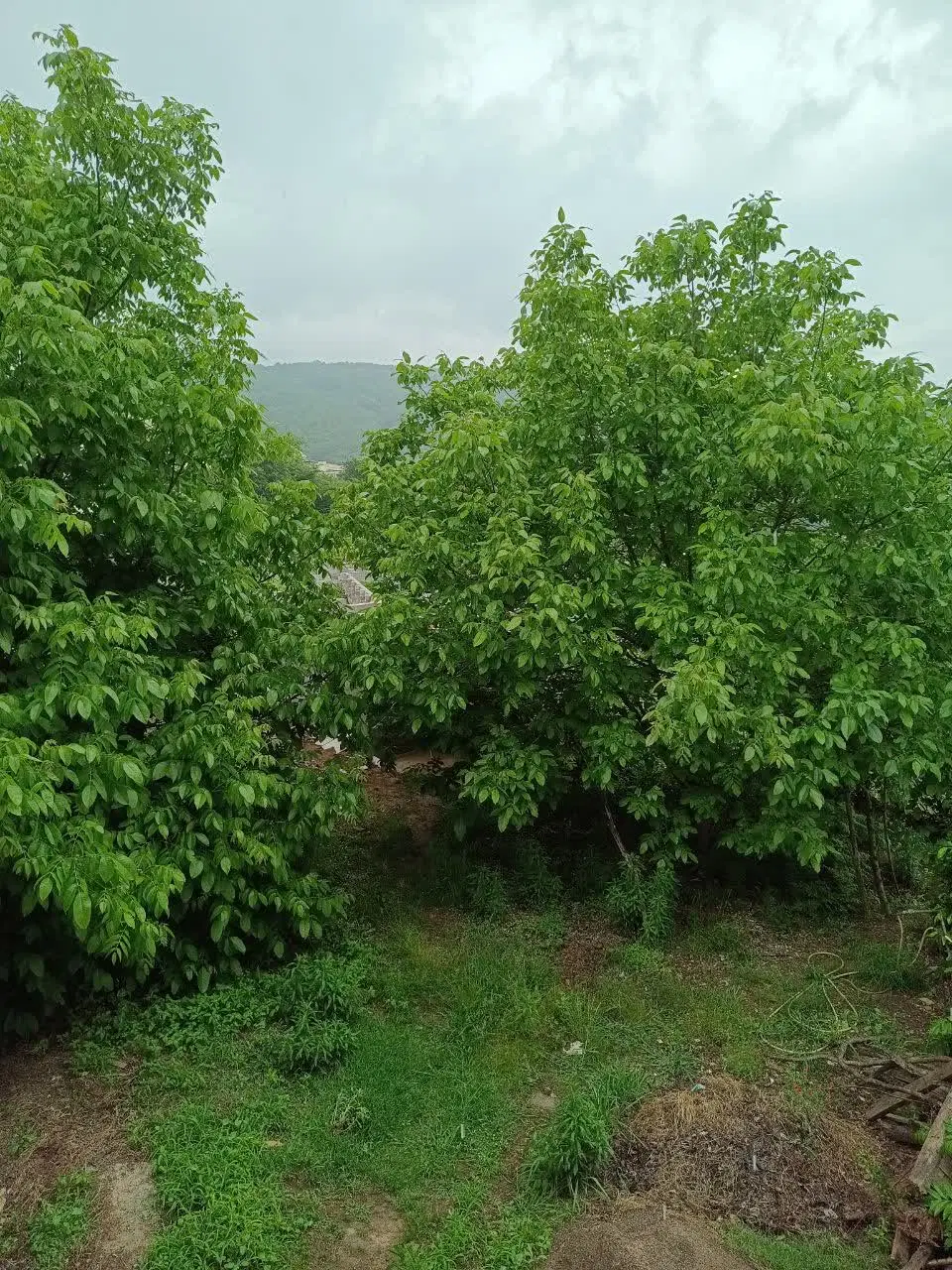 فروش زمین در شیرکوه
