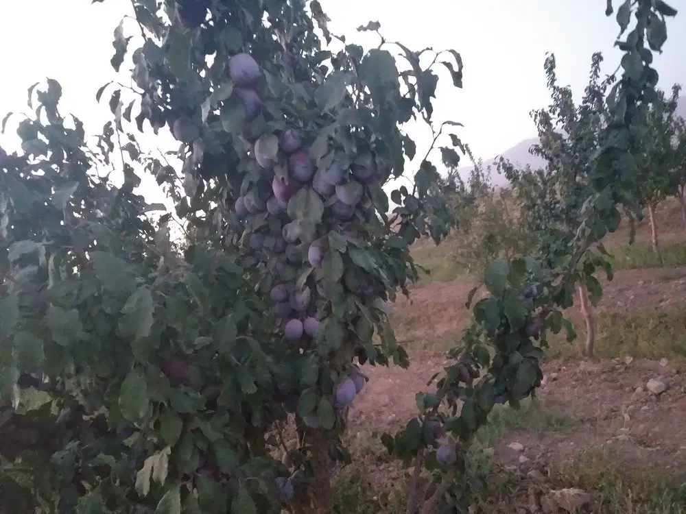 باغ آلو ابتدای جاده دشت