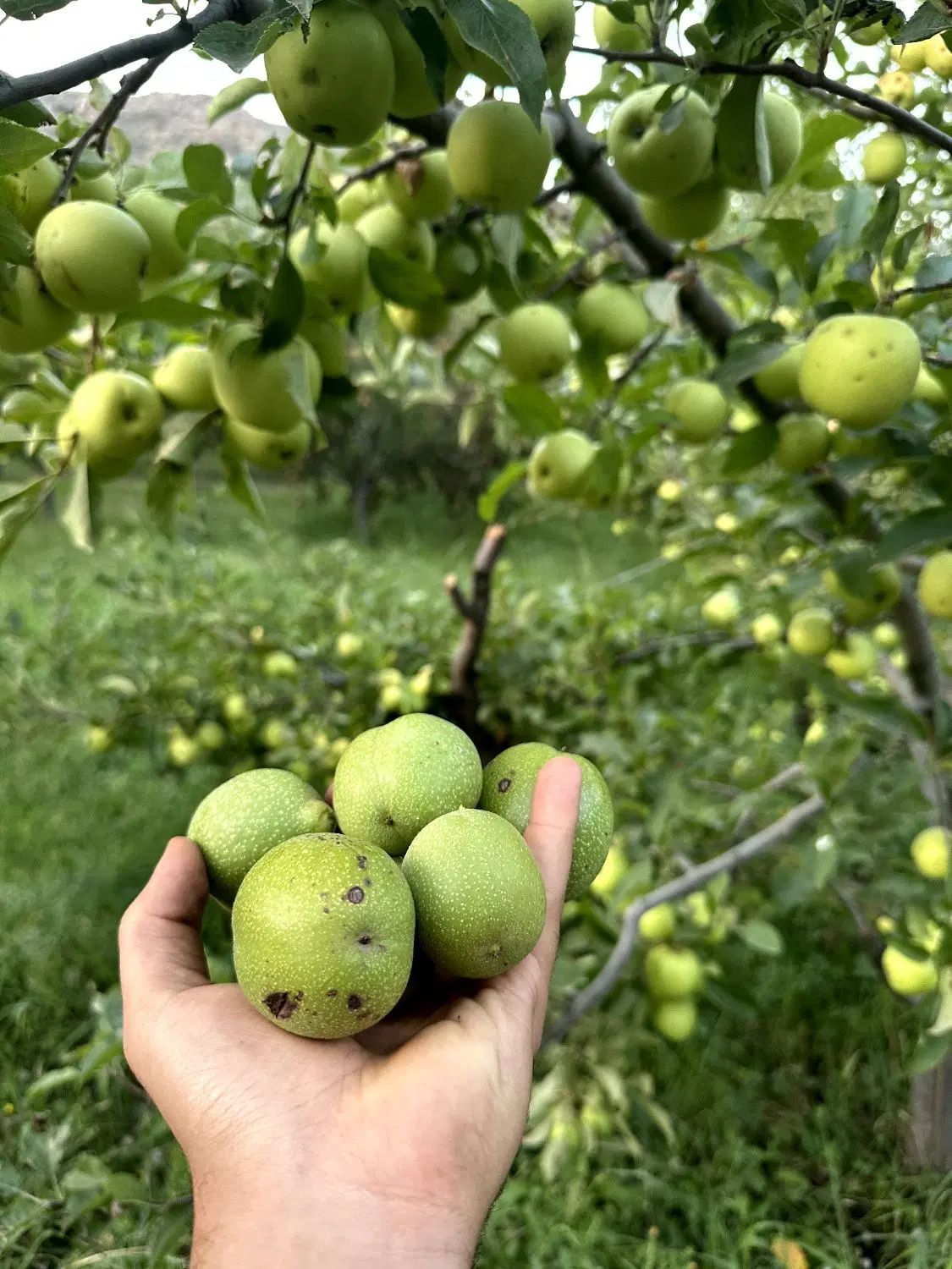 خانه ویلایی حیاط باغ