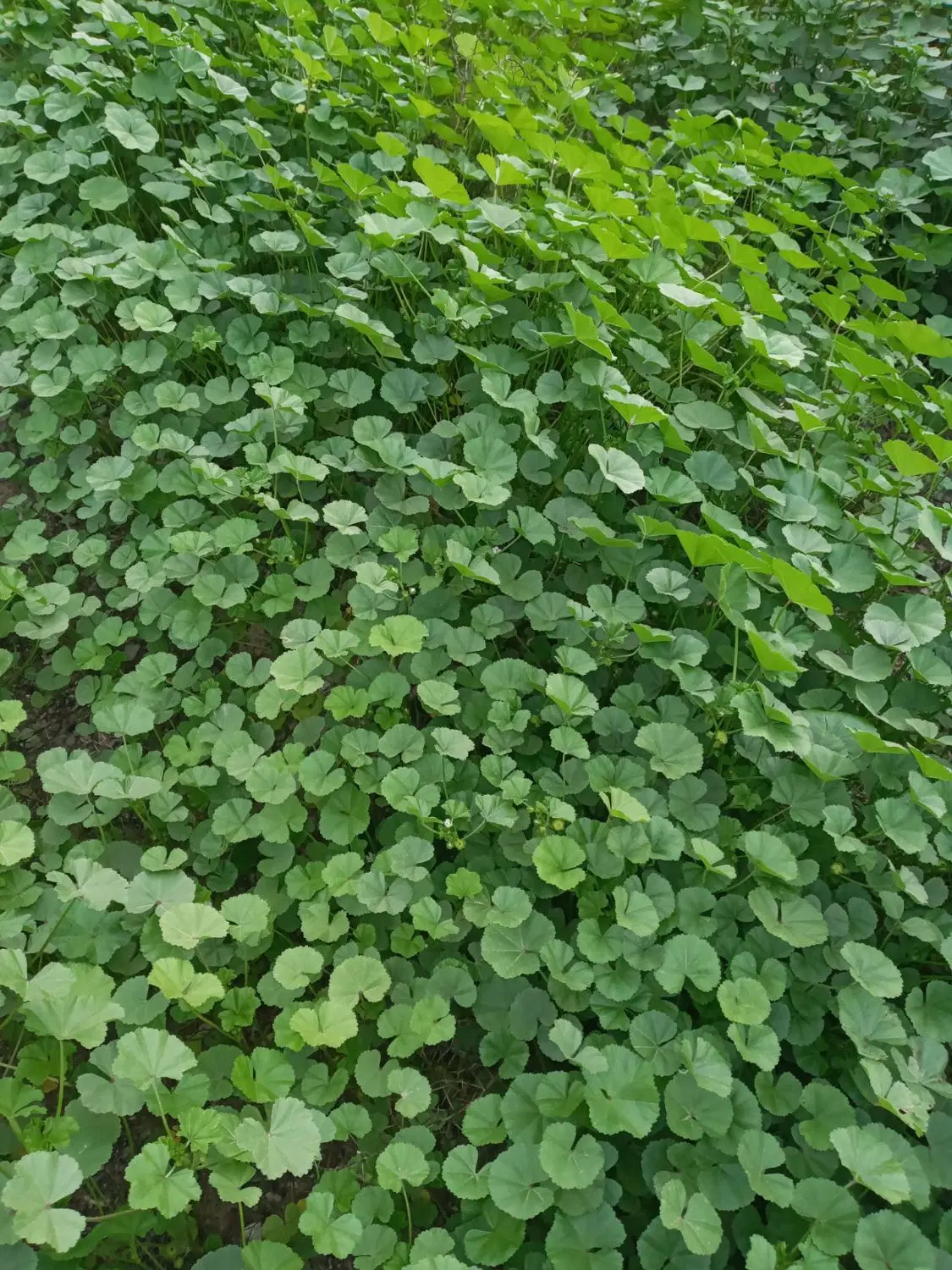 زمین باغی