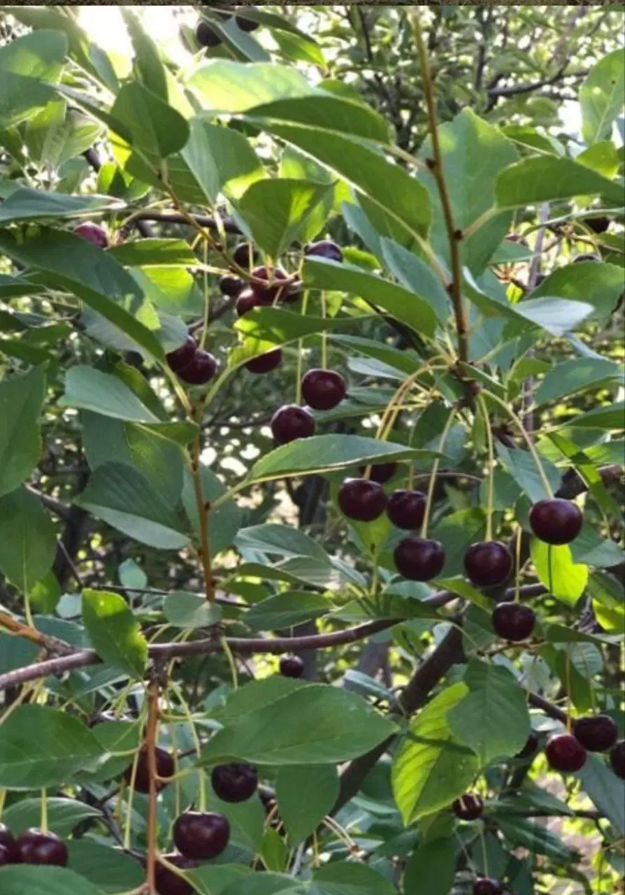 سرسبز