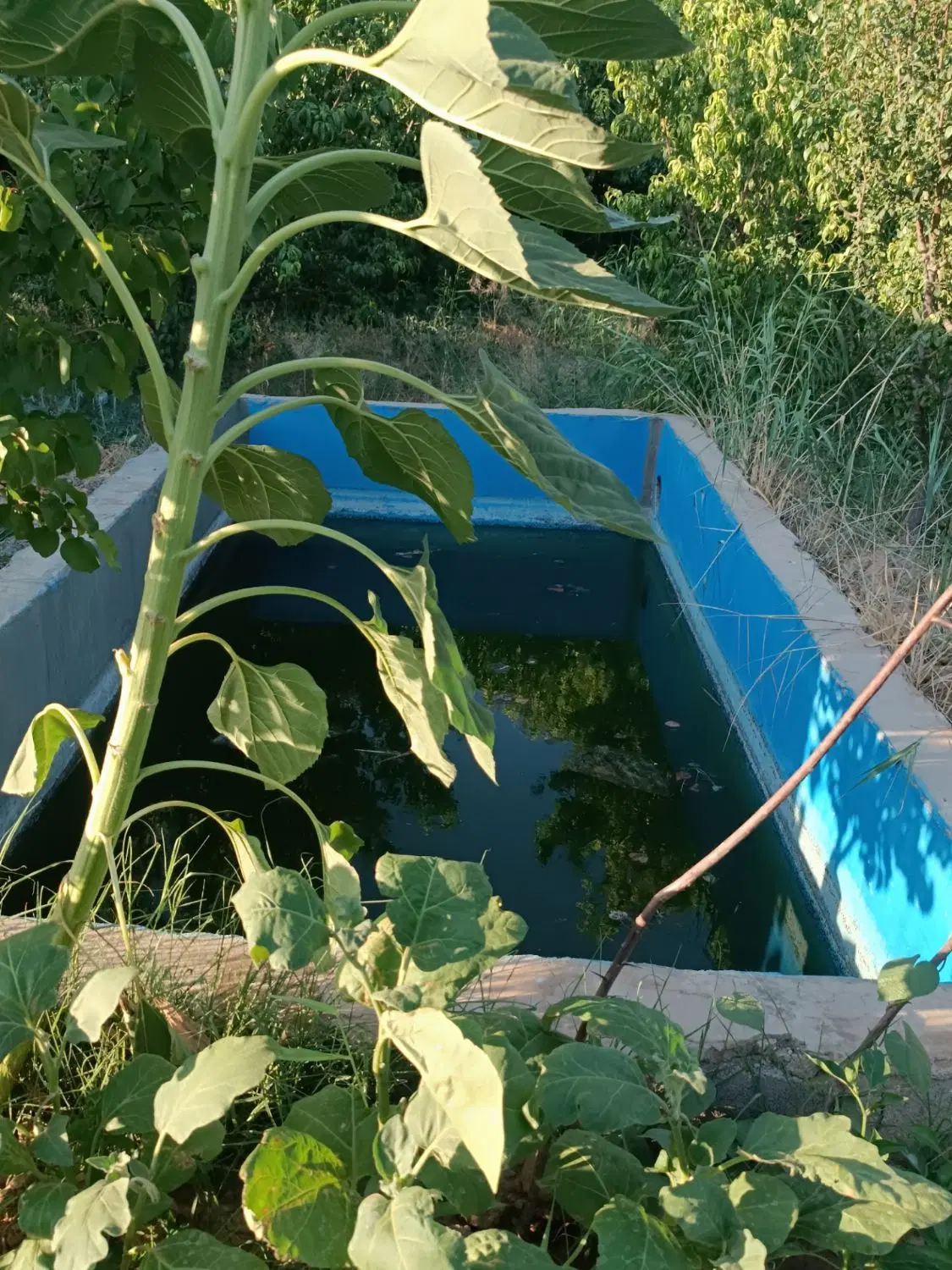 باغچه 797متری پیشک 2