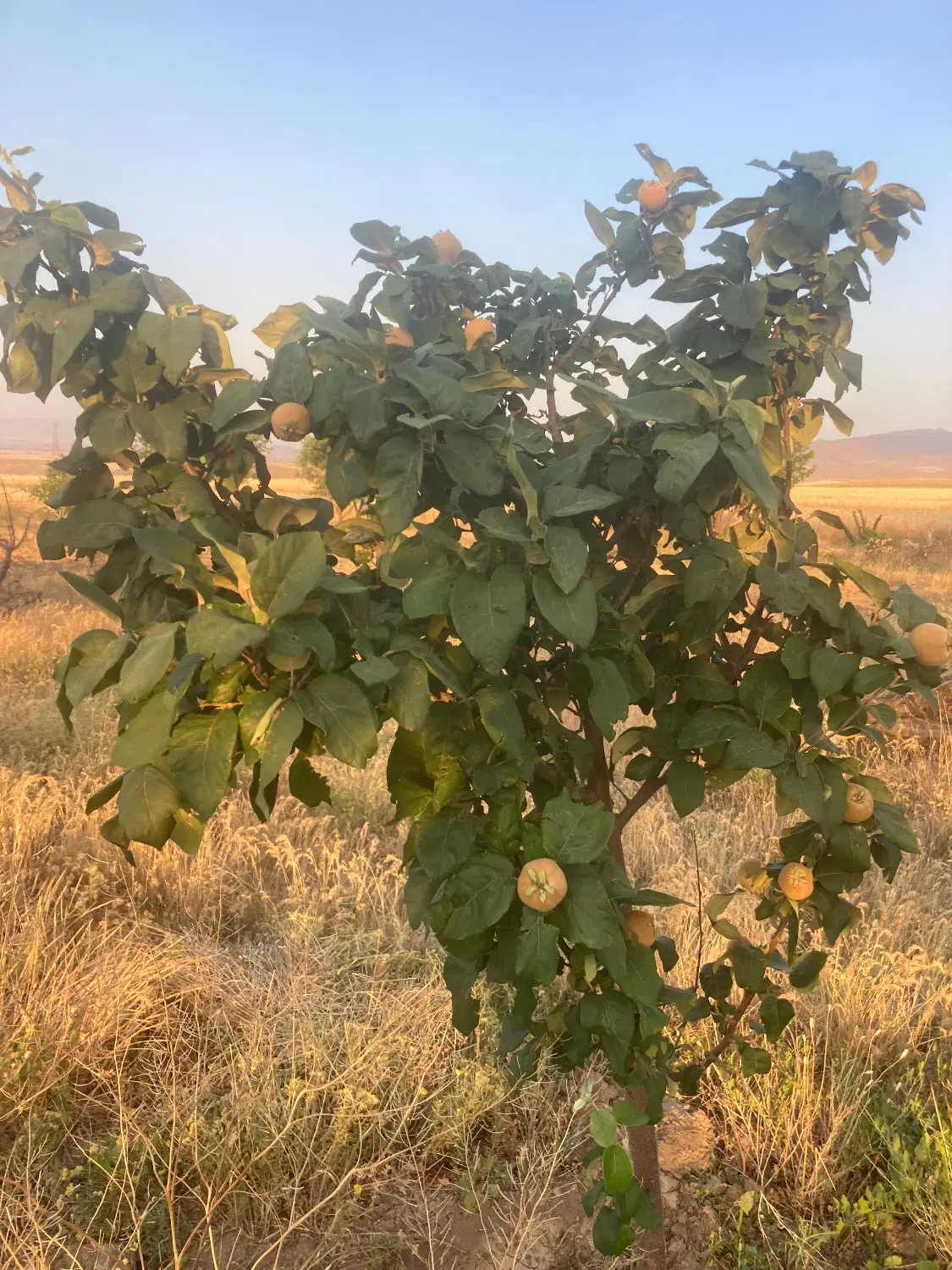 فروش باغ در روستای سقل طولی