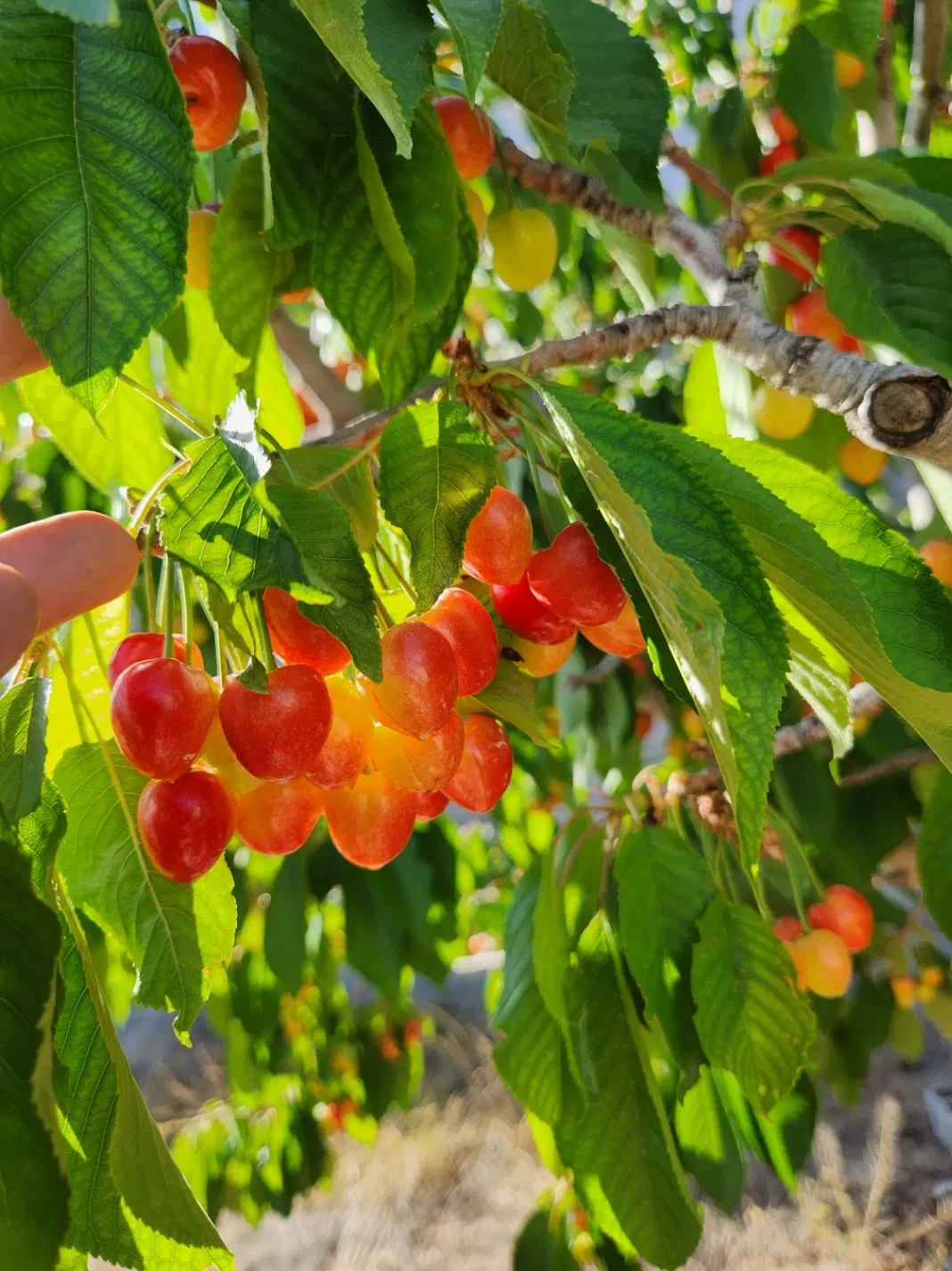 باغچه ۱۰۰۰ متری در دشت سیدآباد دماوند