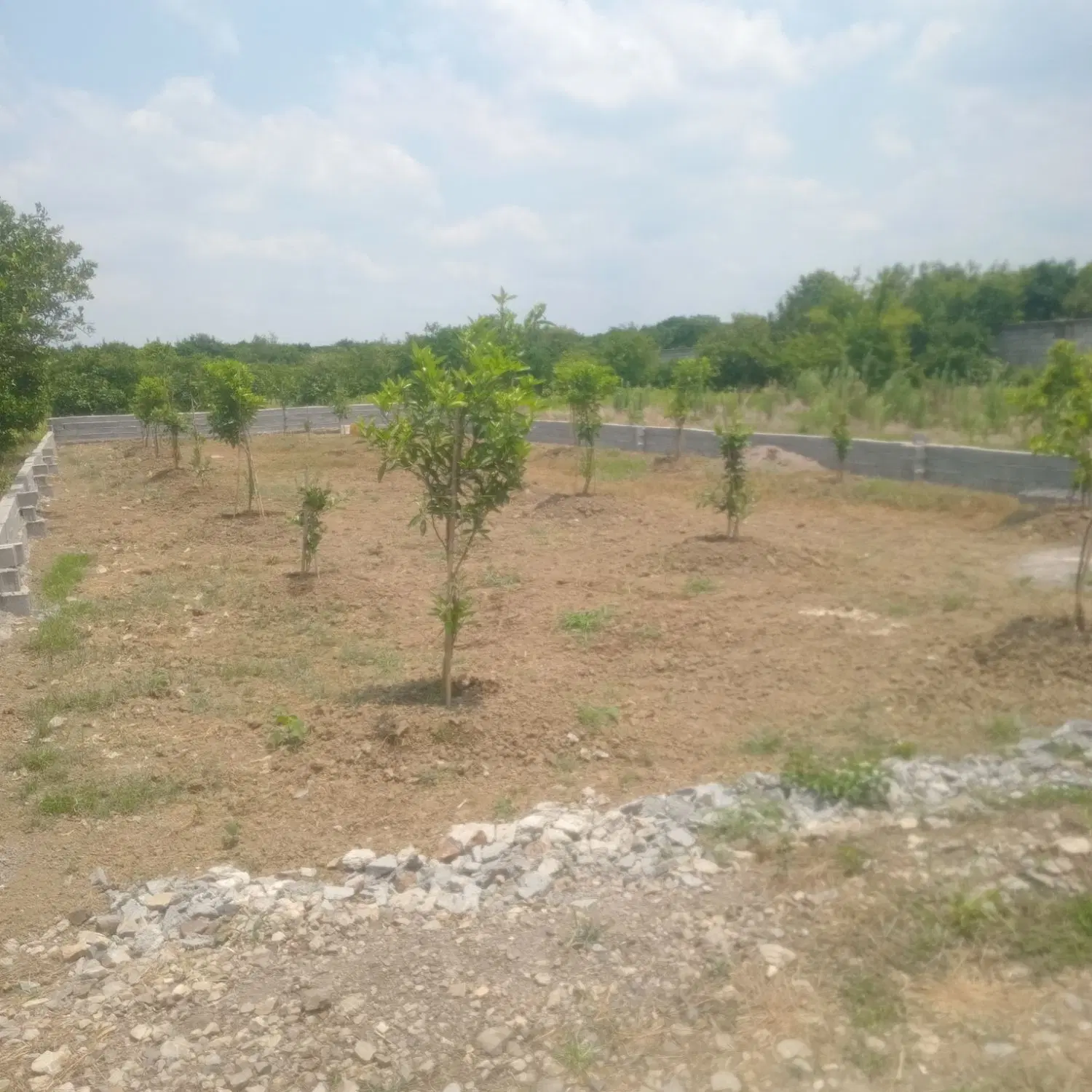 زمین ۲۸۰ متری خونه باغی