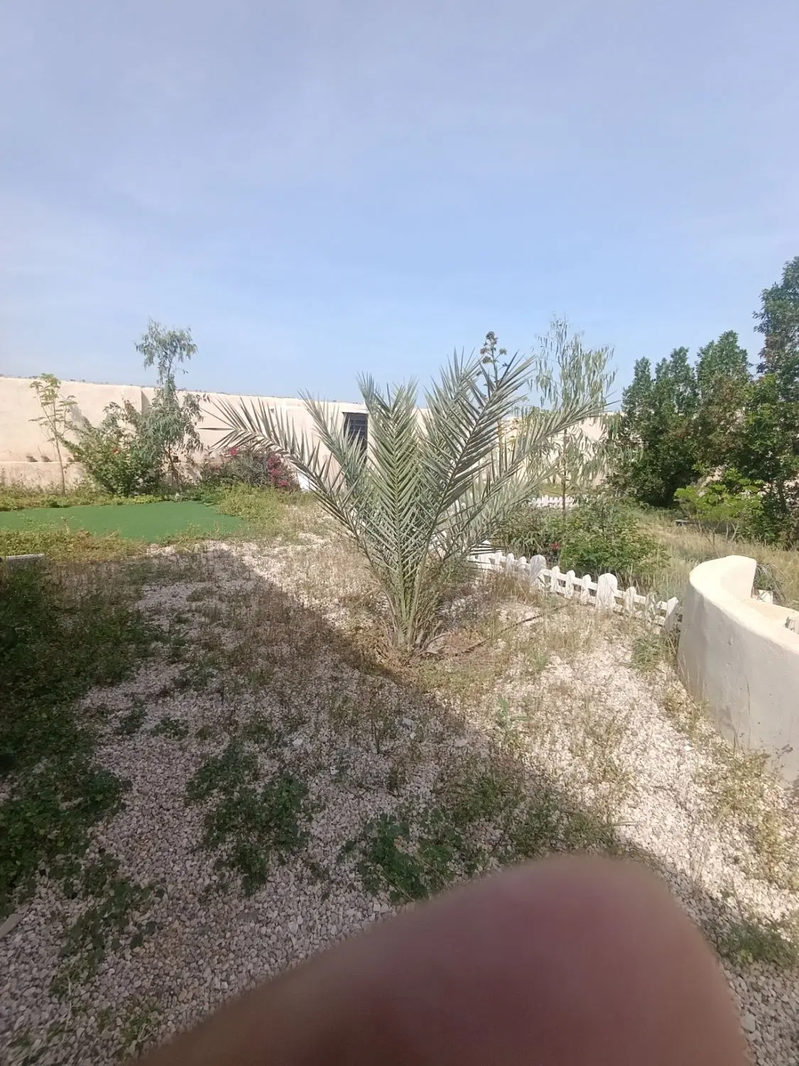 زمین گورک کله بندی