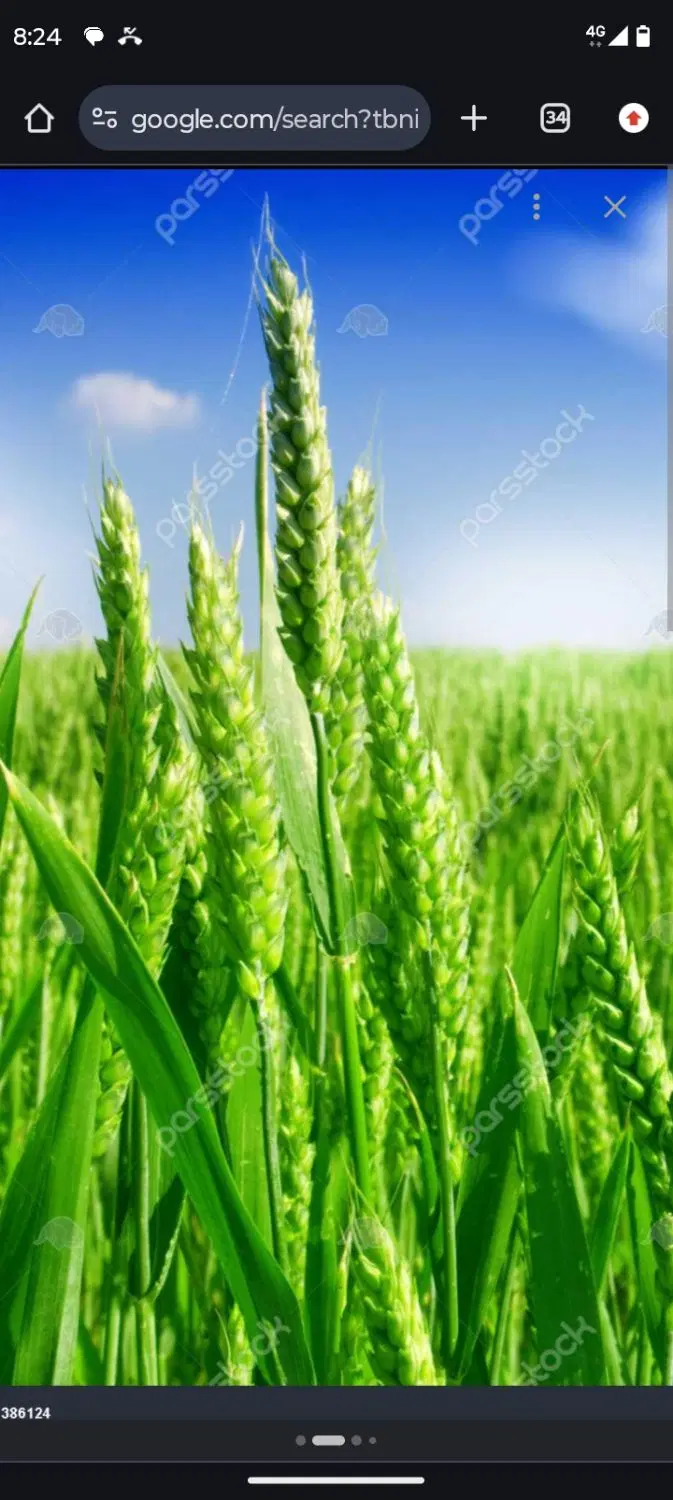 ۴ هکتار با ۱۵ساعت اب فراوان برای کشت، سند تک برگ