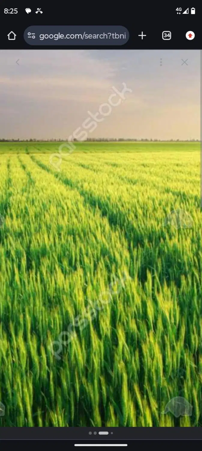 ۴هکتار سند تک برگ با ۱۵ ساعت اب متور