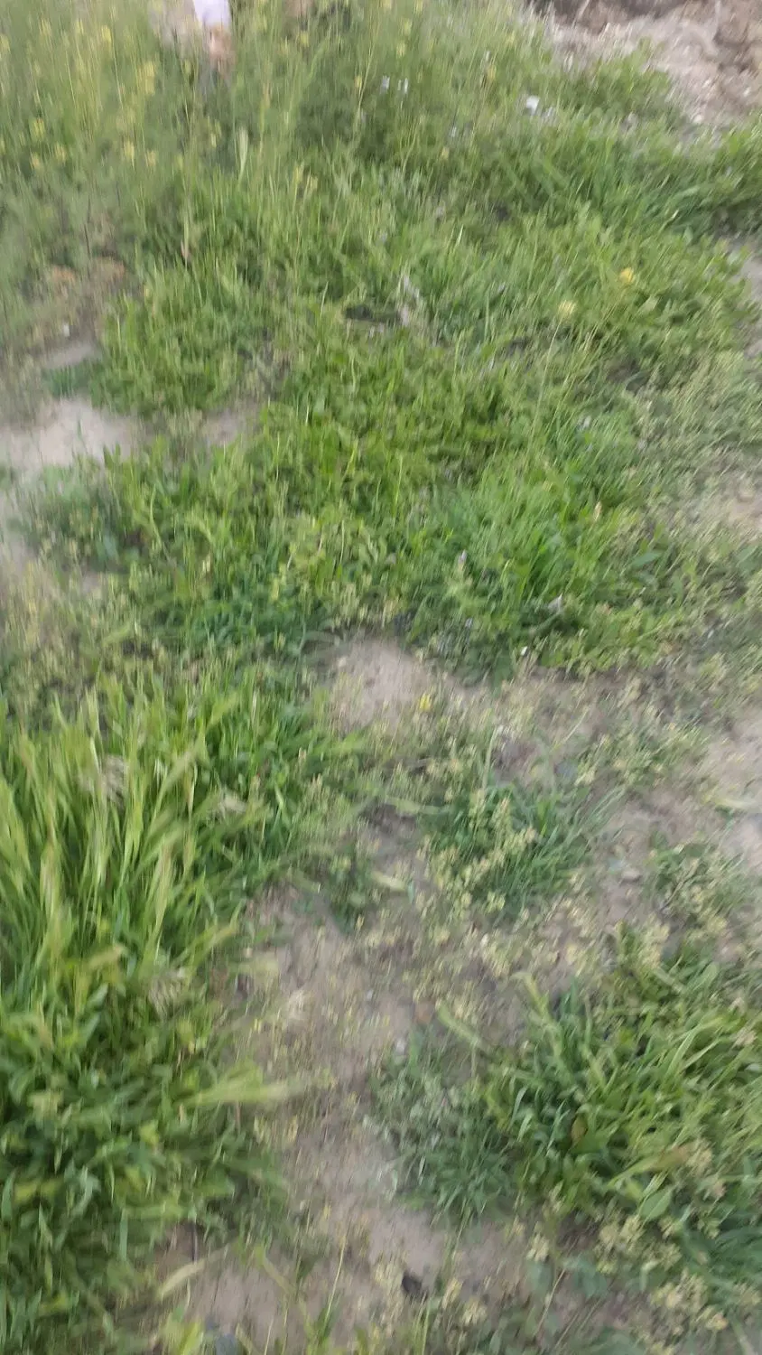 ۱۵۷۰ متر زمین روستای می اباد