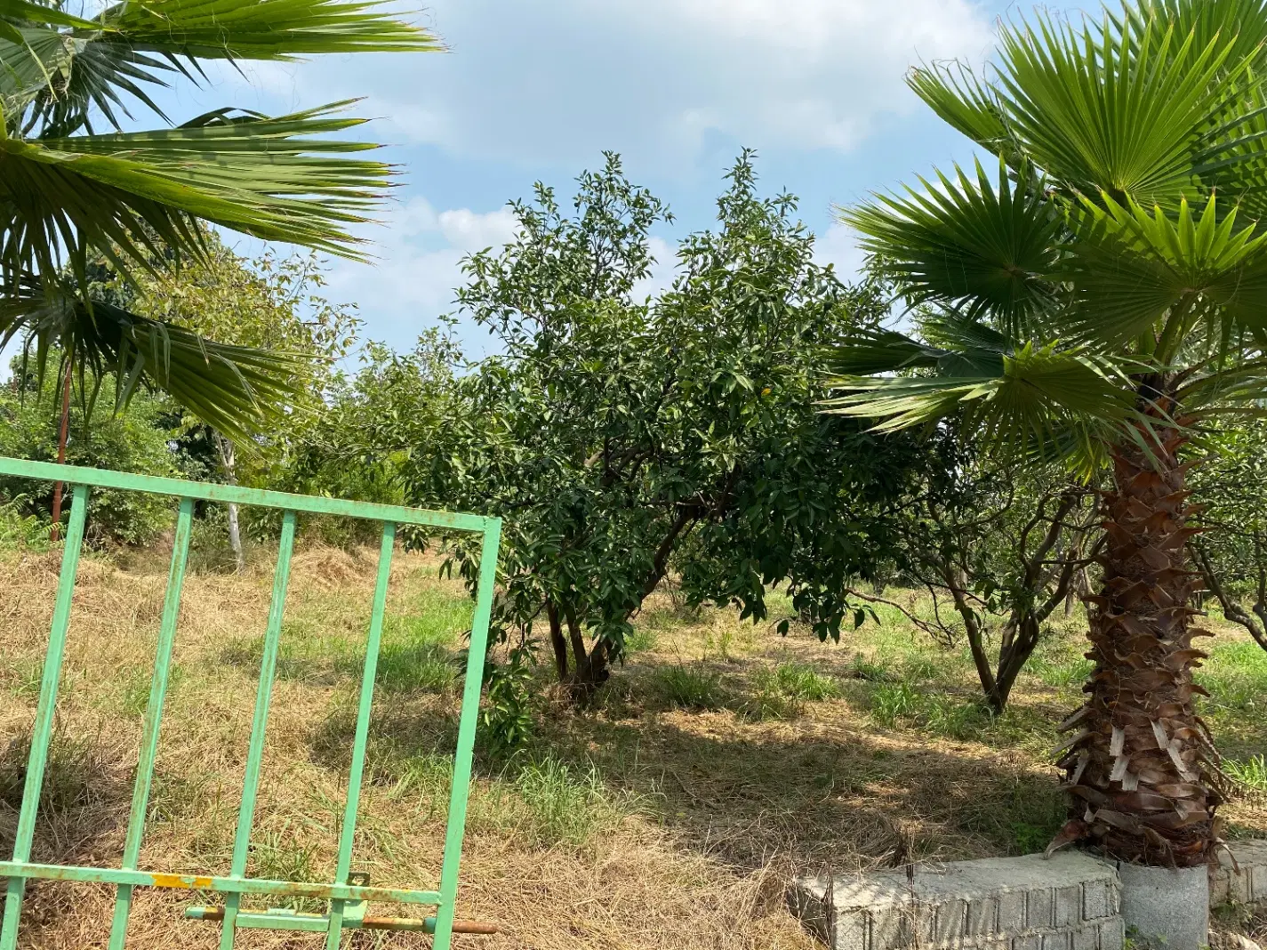زمین واقع در روستای ریکنده