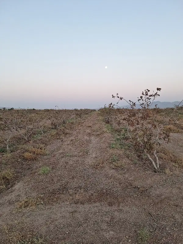 اجاره باغ پسته در اختر آباد