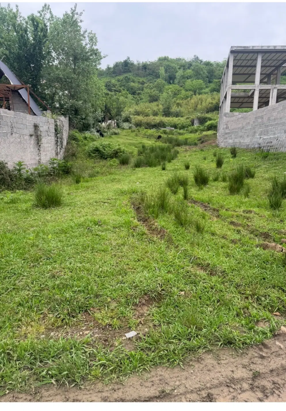 ۱۰۰۰متر زمین مسکونی وباغی ۵ کیلومتری قلعه رودخان