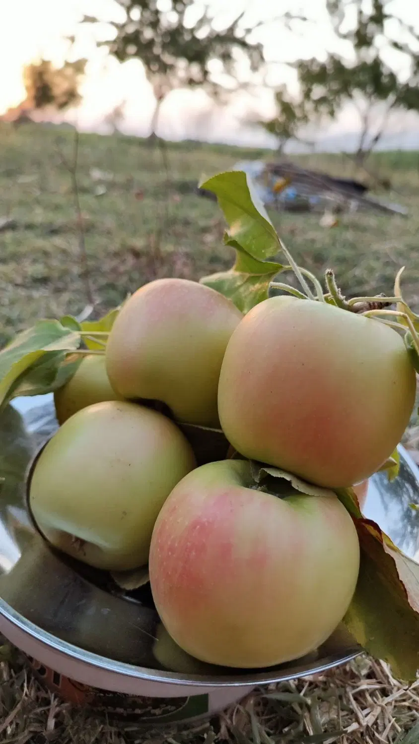 زمین باغ