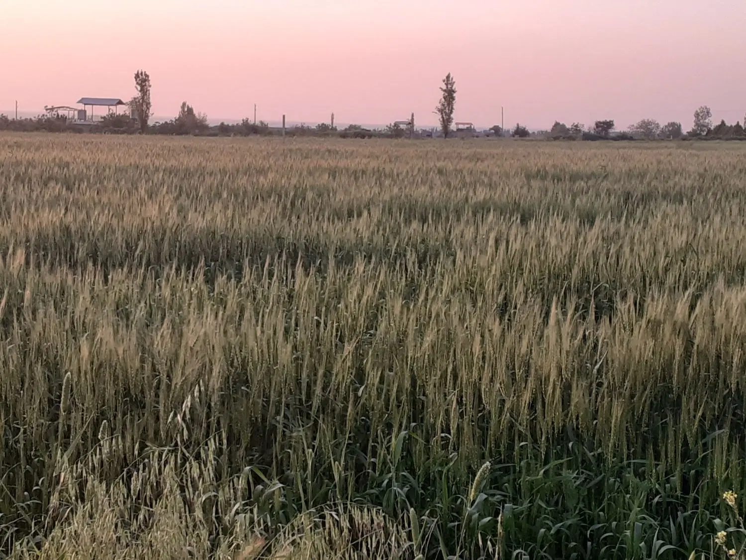 زمین کشاورزی۳۰۰۰متر کلاسنگیان معاوزه با ماشین