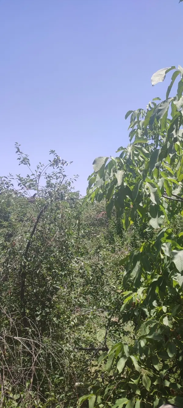 قطعه زمین باغی