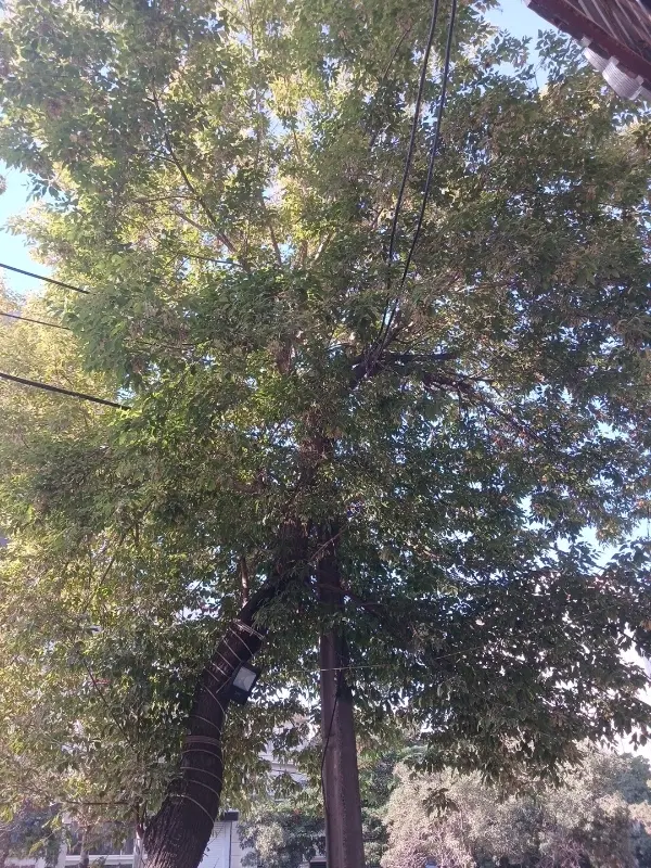 ۸۰۰متر زمین در روستای حمل آباد داخل بافت