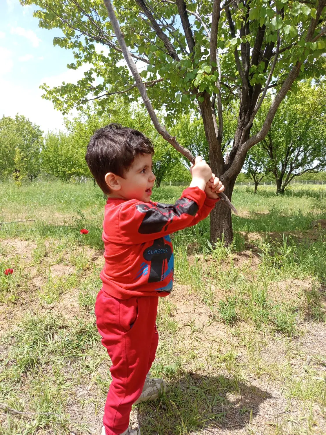 فروش باغ میوه