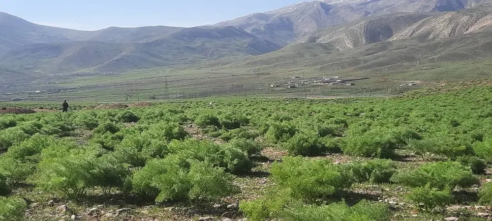 فروش یک قطعه زمین ۴۶۰ متر،دهدشت