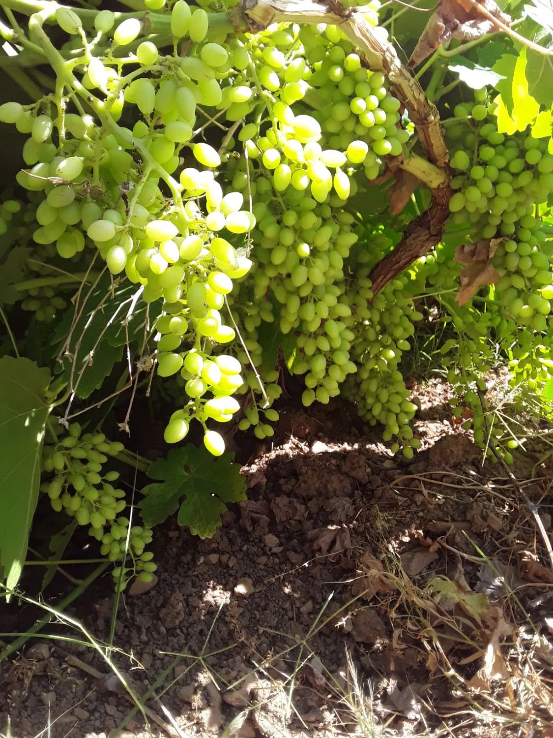 باغ انگور در روستای اژدهاتو