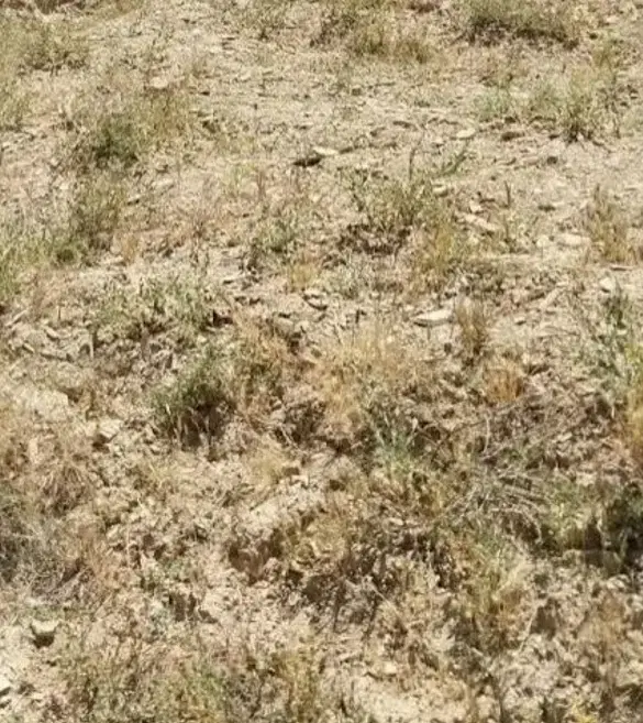 زمین ابتدای جاده یل آباد