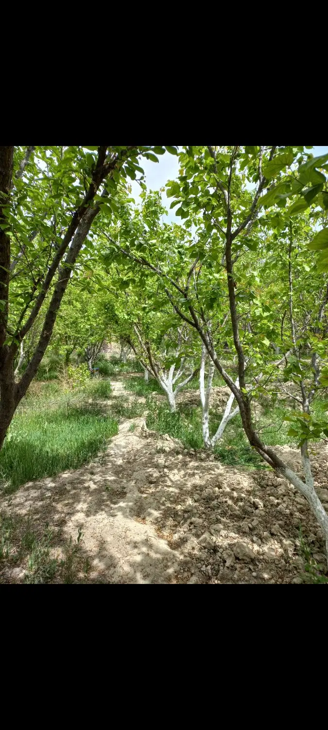 باغچه ملارد بیدگنه