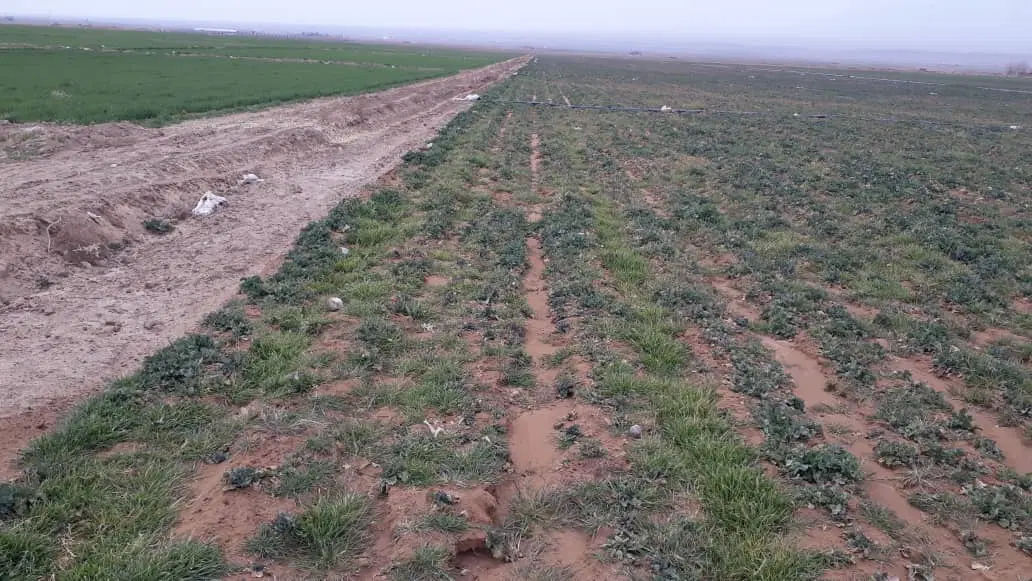 زمین کشاورزی