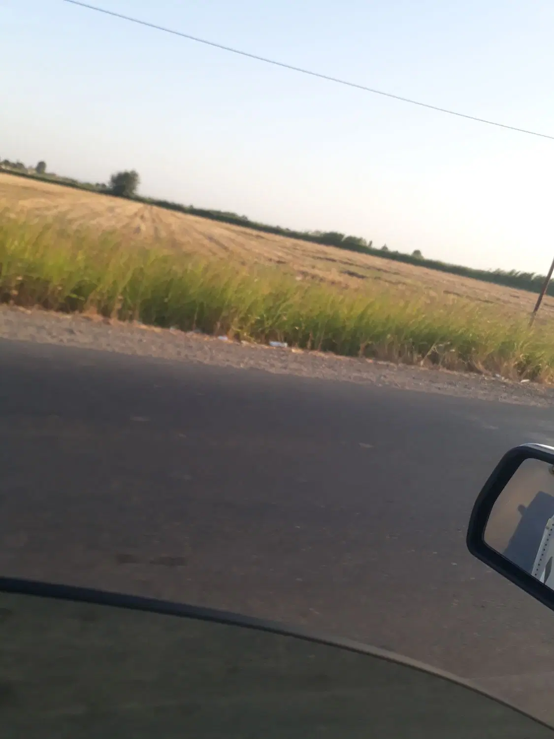 زمین مزروعی جای گندم برای سیر