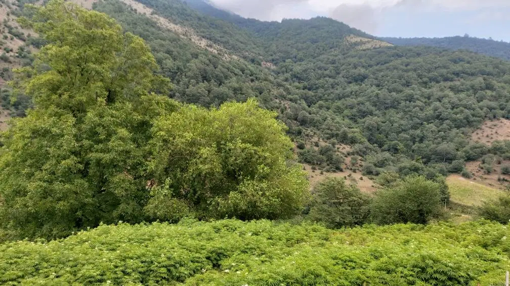 ملک مسکونی در بهشت ییلاقی تالش۹۴۰ متر با ویوی ابدی