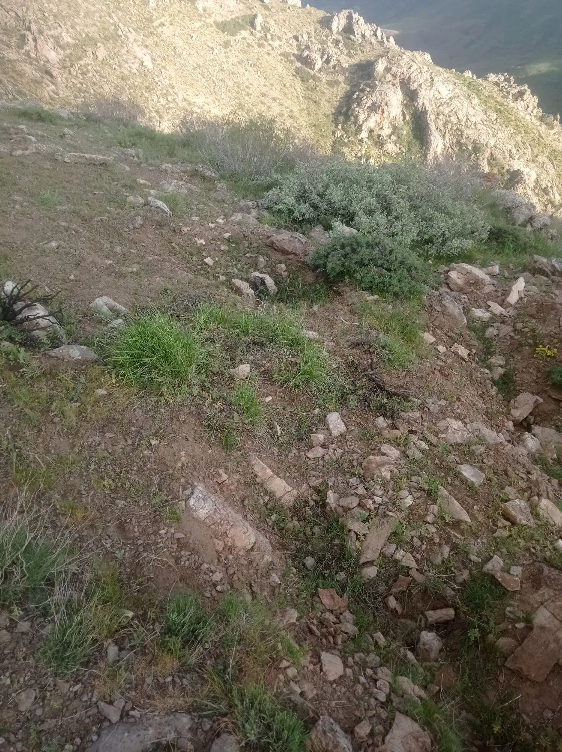 زمین شهری دو هکتار