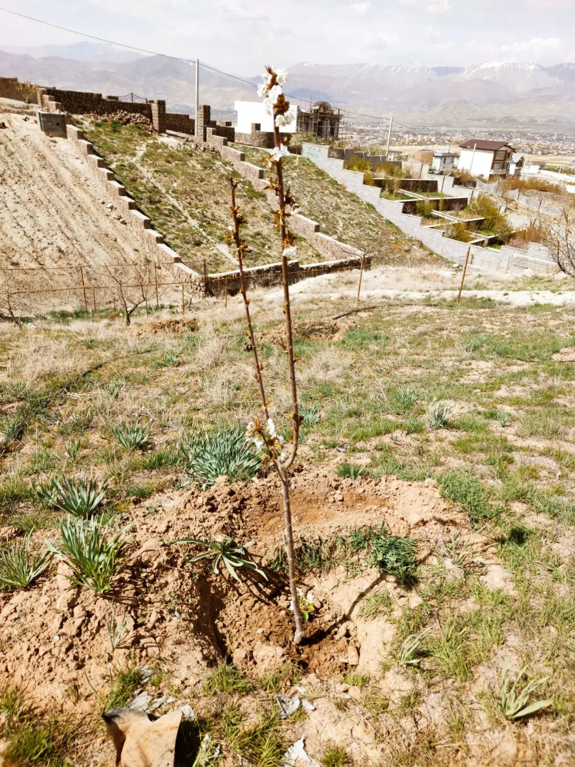 زمین۱۰۰۳متری باغ نگین دماوند هاشمک