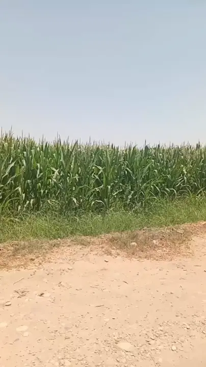فروش زمین کشاورزی شهرک قلعه‌طوق