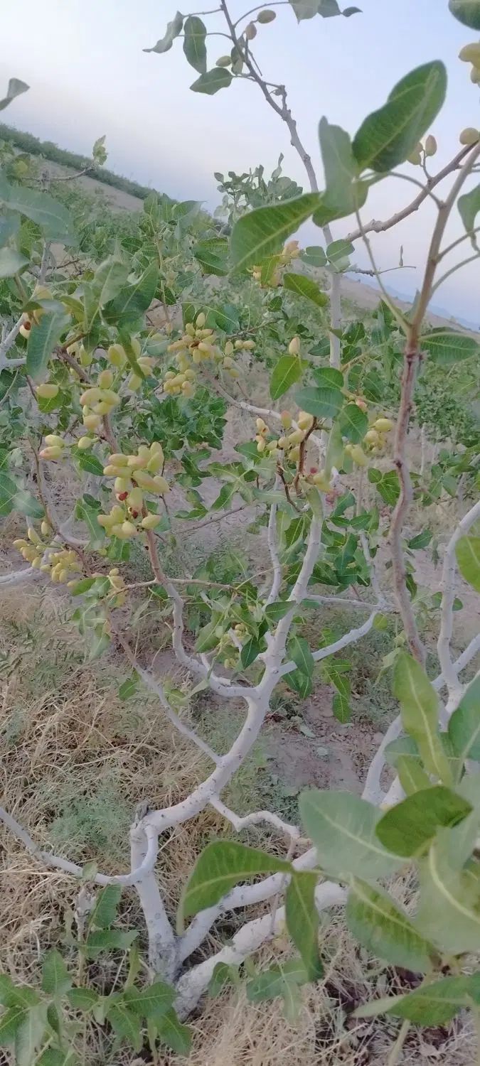 فروش ۶ هکتار باغ پسته + ۲۰ ساعت آب شیرین مروست