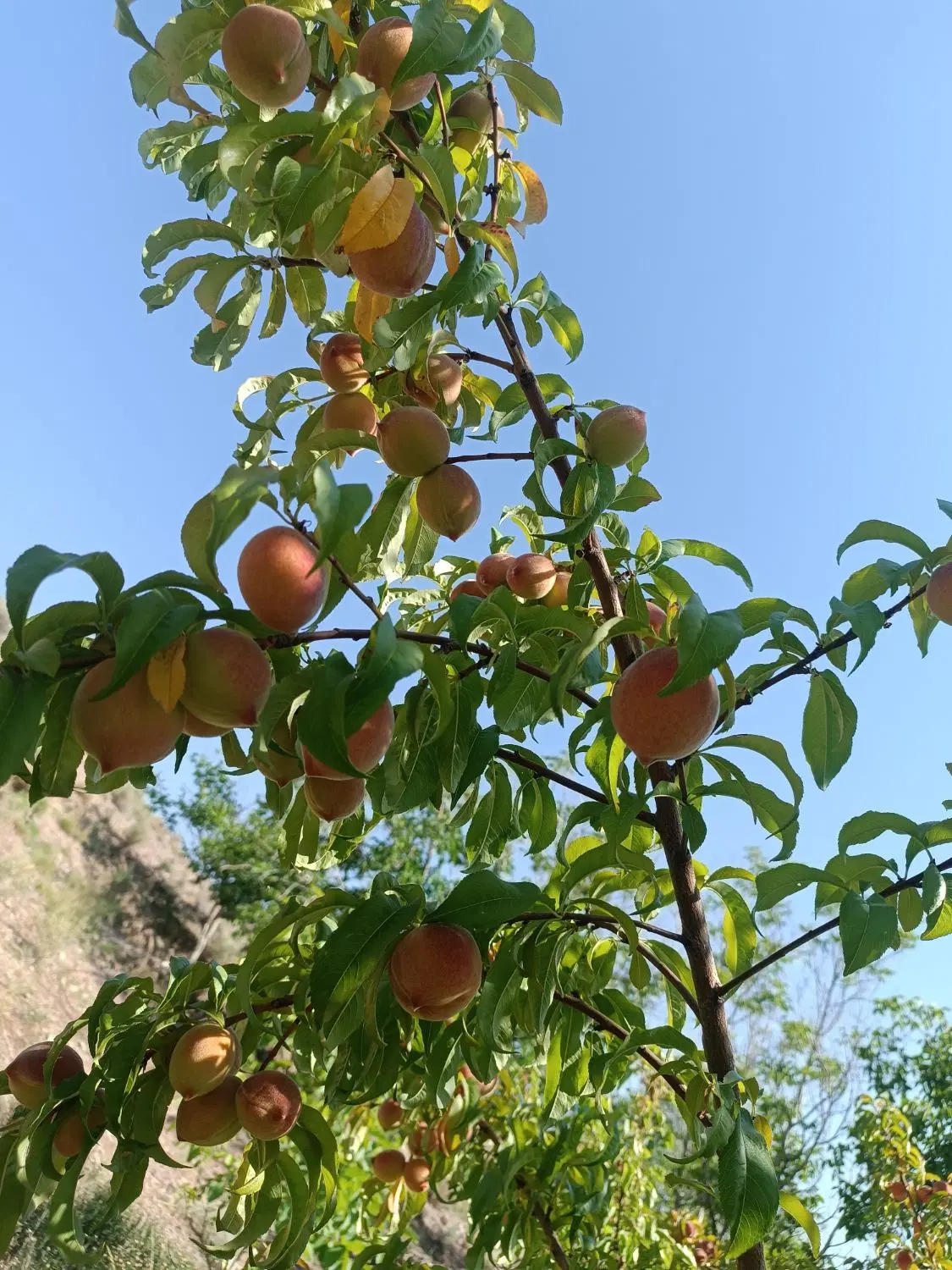 زمین محی آباد
