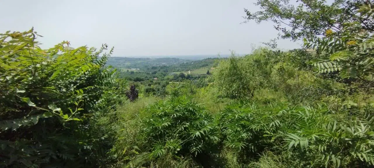 زمین باغی