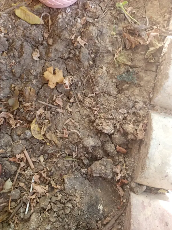 زمین کشاورزی