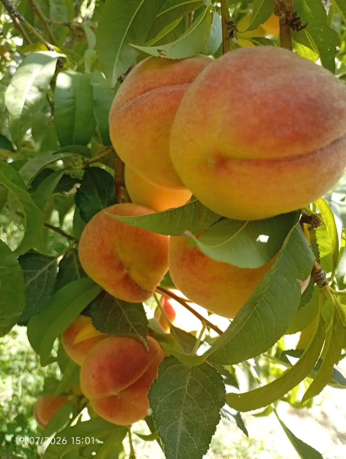 زمین برای باغ