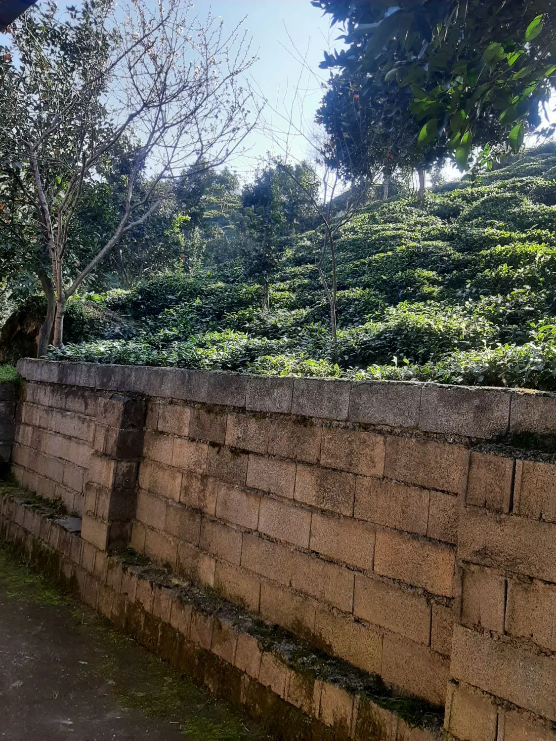 فروش خانه ویلایی