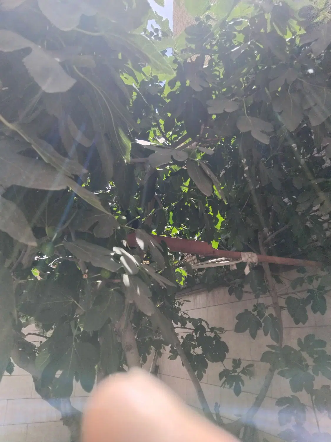 زمین باغی در یکانه