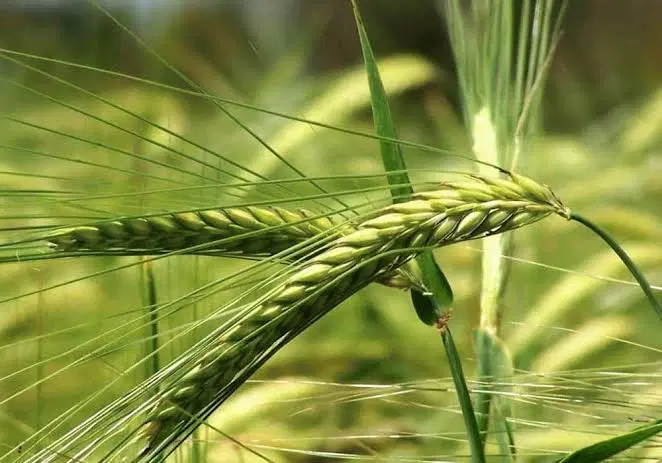 اجاره زمین کشاورزی آبی